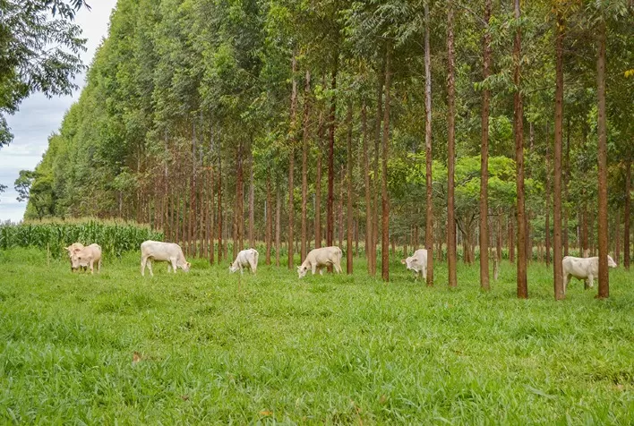 Linhas de crédito do Plano Safra auxiliam no fomento da sustentabilidade agrícola brasileira, diz CBI