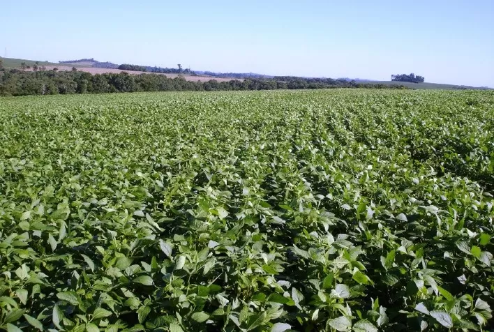 Embrapa: Novo fertilizante fosfatado à base de enxofre aumenta a produtividade da soja