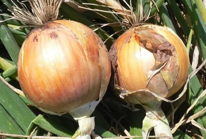 Epagri apresenta estimativas da safra de inverno em SC, com expectativa de aumento de produção de cebola e trigo