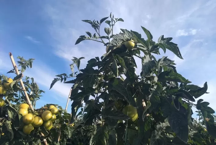 Estiagem exige cuidado redobrado com safra de tomate