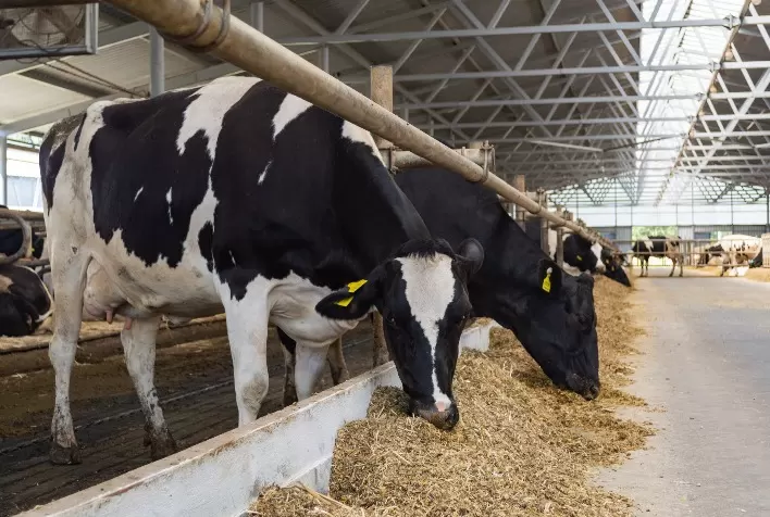 Sistemas digitais e o seu impacto na gestão das fazendas leiteiras