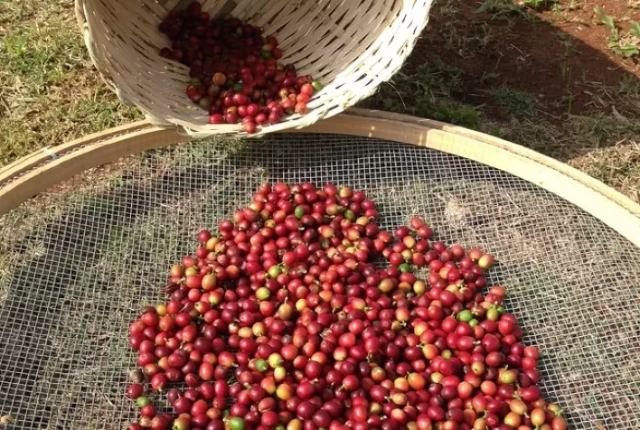 Cooperados da Cooxupé colhem 19,16% da safra