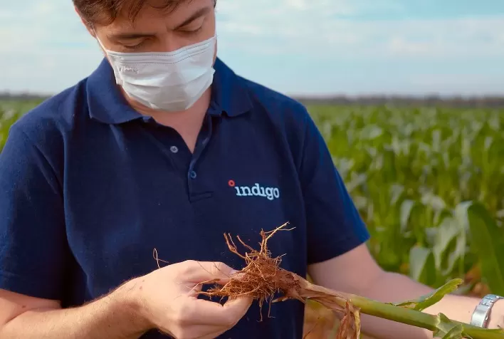 Indigo realiza primeira emissão global em escala de crédito de carbono derivado do agronegócio no mercado voluntário