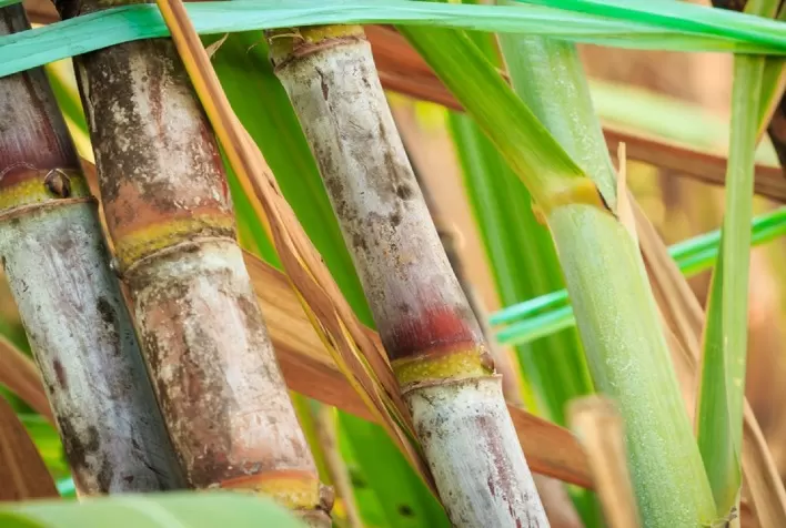 Plataforma inteligente para manejo sustentável de pragas terá pré-lançamento em encontro de bioenergia