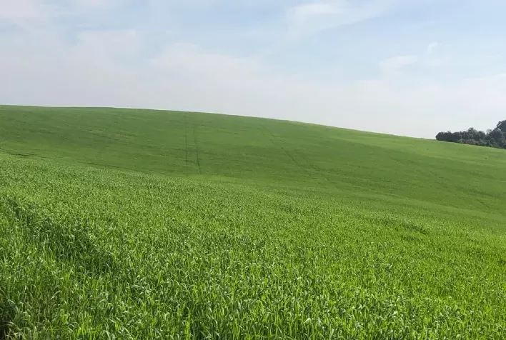 Agricultura ganha tecnologia de transformação molecular para rápida correção e nutrição do solo