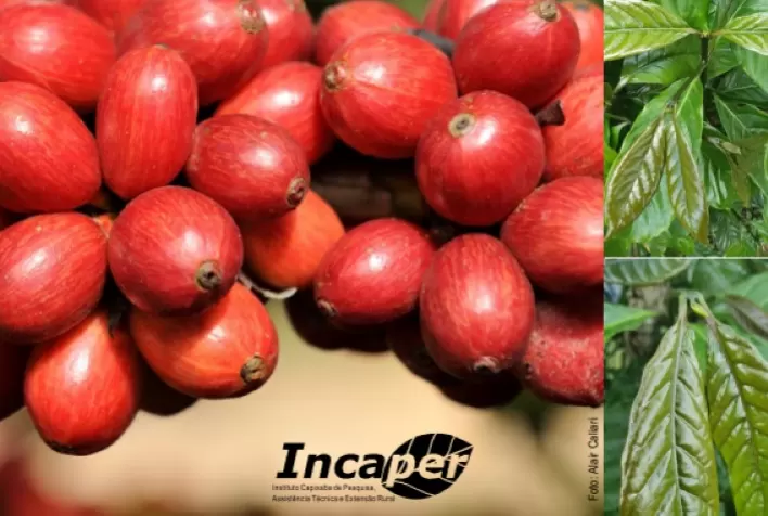Incaper apresenta características agronômicas de 600 genótipos de Coffea canephora