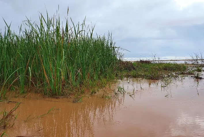 Concentração de Mn na taboa daquela região é 2000% maior do que o índice geralmente encontrado