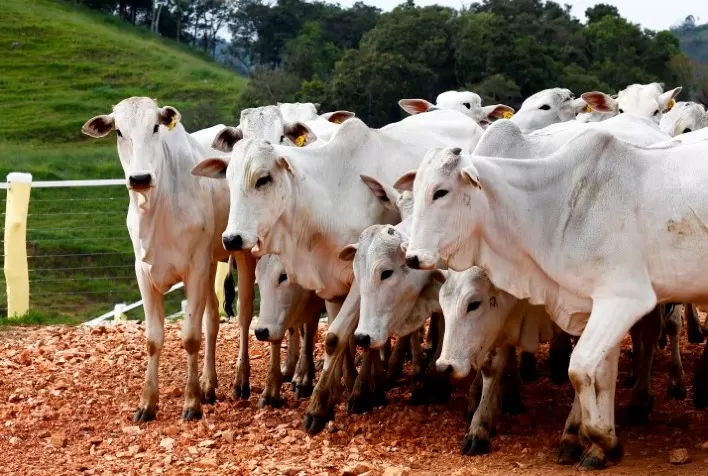 Febre aftosa em Bali acende alerta na Austrália e exige atenção de autoridades e produtores