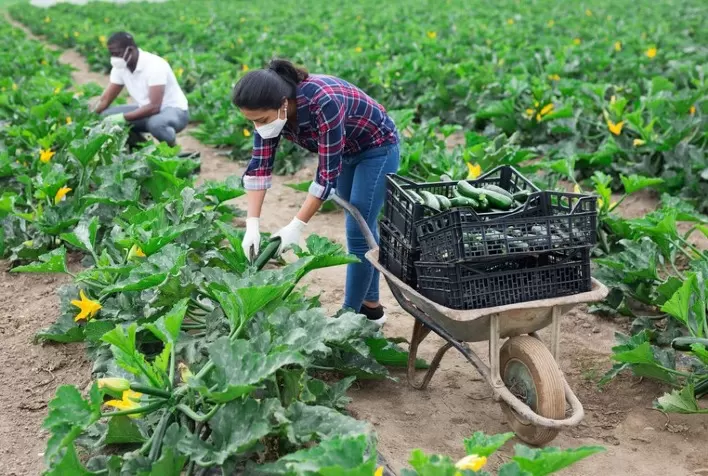 Agricultores familiares de Cerro Azul ampliam mercado em Curitiba