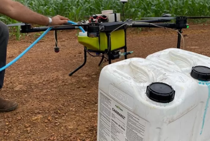 Algodão no MT: Atrativo alimentar é alternativa para mitigar ataques da Helicoverpa a biotecnologias de última geração