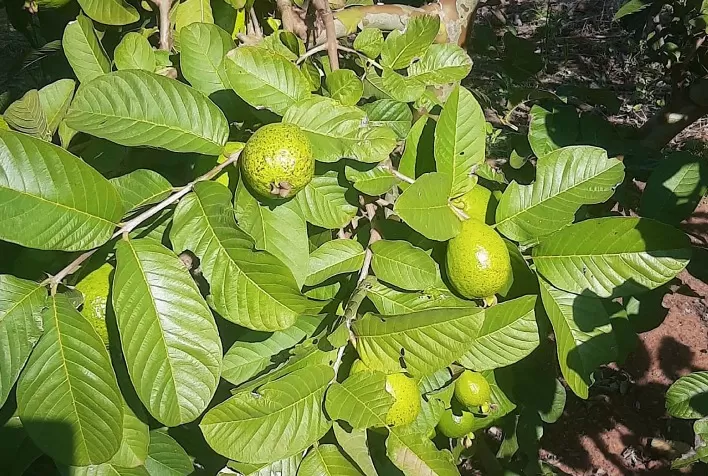 Agronomia atende demanda de produtores de goiaba em Taciba