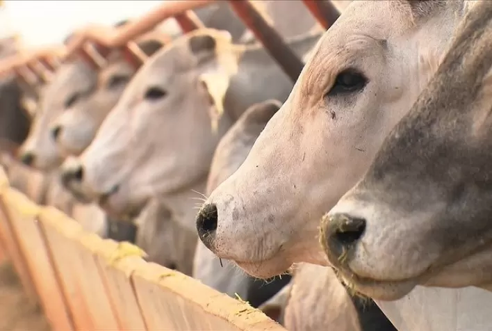 Confinamentos do interior paulista investem em expansão e cuidado especial com nutrição e bem-estar animal, constata Confina Brasil