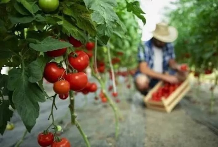 Fertilizantes com aminoácidos podem ser essenciais para o agricultor obter amplo rendimento e eficiência de uso
