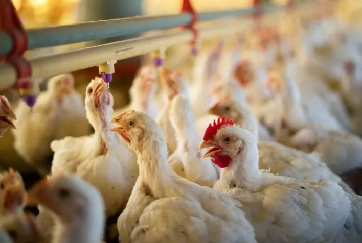 Desempenho do frango (vivo e abatido) na 27ª semana de 2022, terceira do mês de julho