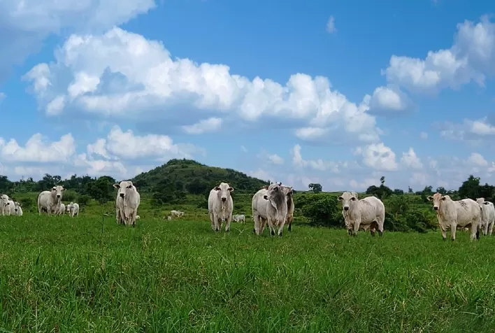 Marfrig promove fertirrigação em fazendas como destinação adequada de efluentes