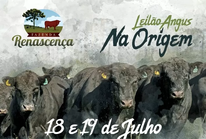 Renascença ofertará reprodutores Angus e Ultrablack em leilão virtual