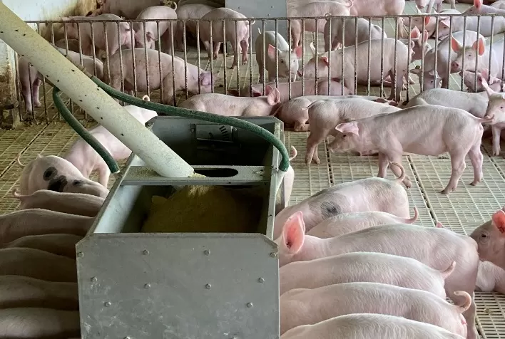 Entenda como a alimentação impacta na fase de creche dos suínos