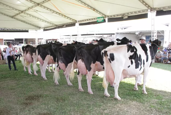 Gadolando realiza primeiro curso prático para apresentação de animais da raça Holandesa