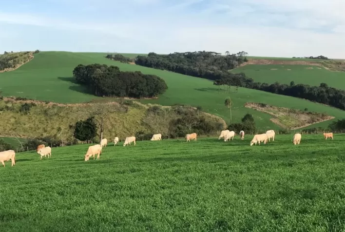 Manejo correto das pastagens otimiza nutrição animal e aumenta lucratividade