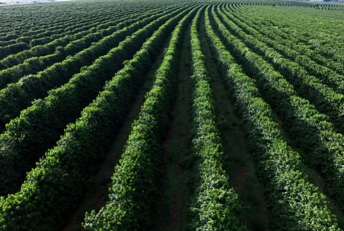 Novo ano agrícola brasileiro inicia com incentivos para mais sustentabilidade e inovação