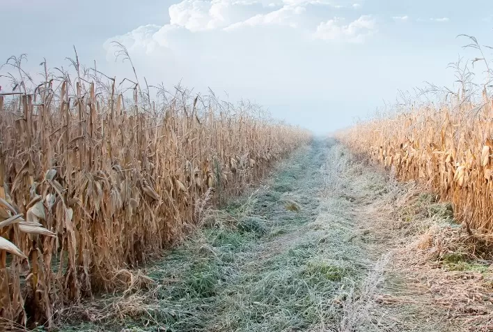 Geadas: como diminuir danos no campo