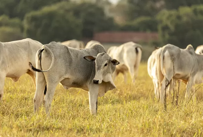 Em 45 dias, menos de 10% fizeram Declaração Anual de Rebanho no RS