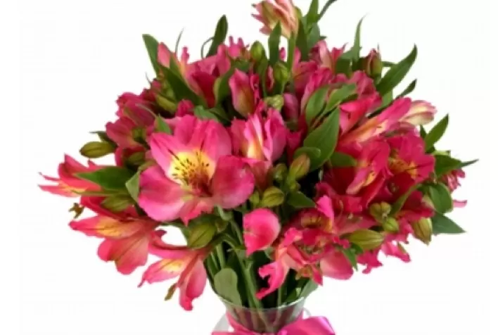 Cinco dicas para cuidar das flores durante o inverno