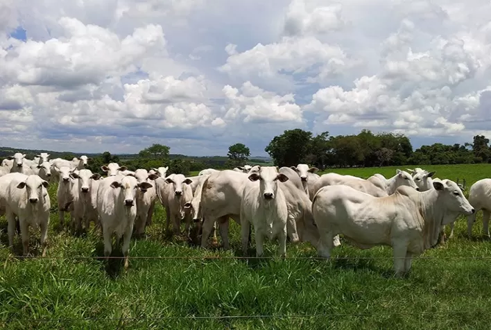 26º Seminário da ANCP abordará sustentabilidade e qualidade da carne