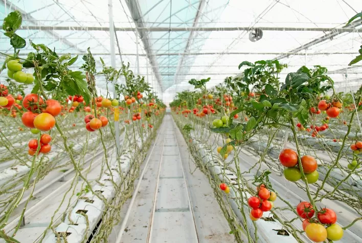 Horticultores podem reduzir riscos com novos filmes para estufas