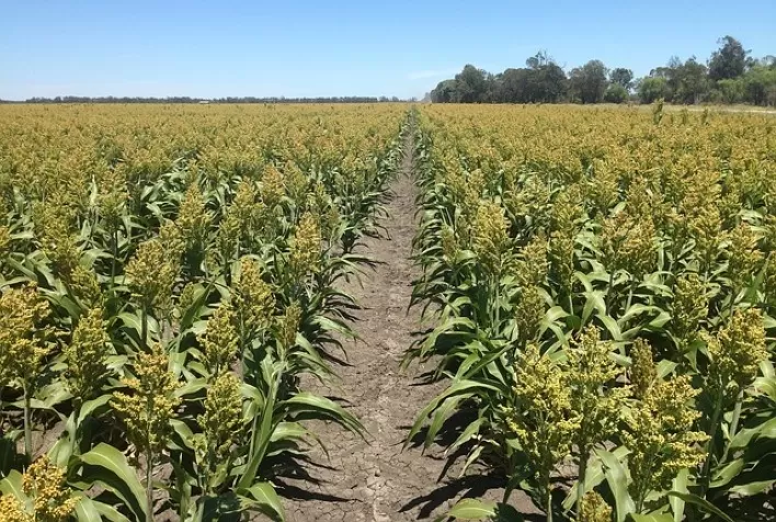 Ponto certo da colheita de sorgo evita alta umidade do grão