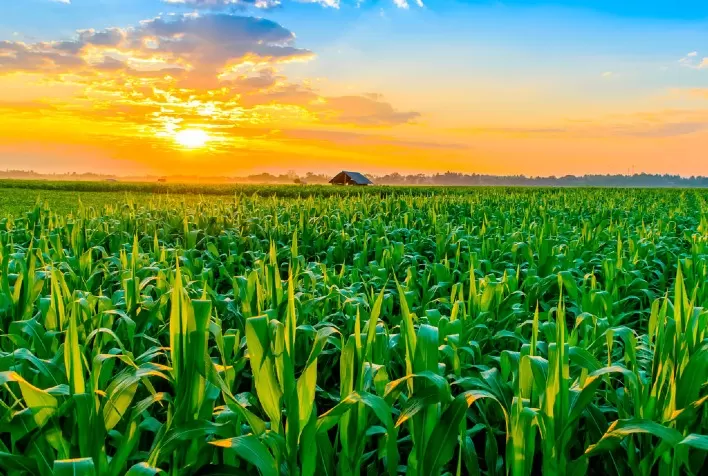 Colheita da safrinha de milho atinge 40,9% no Centro-Sul do Brasil – SAFRAS