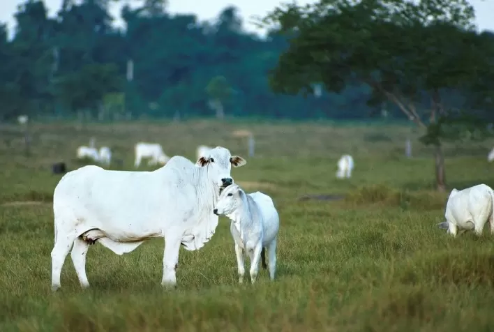 Quais as 5 doenças parasitárias bovinas mais comuns no Brasil?