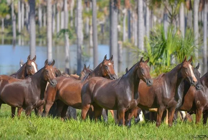 39ª Exposição Nacional RAM do Cavalo Mangalarga Marchador está de volta no formato presencial