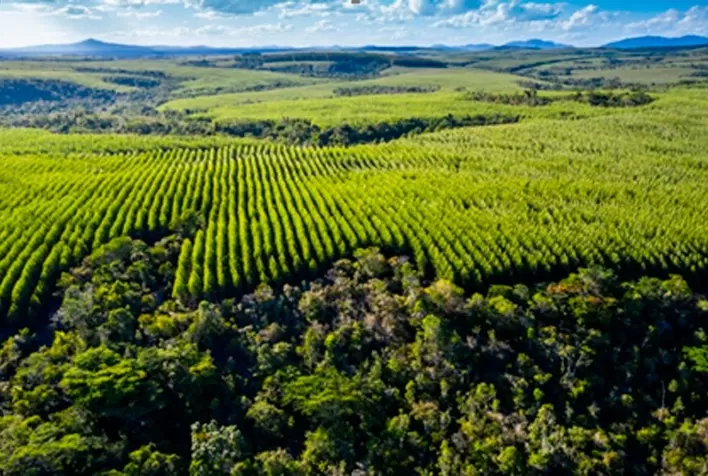 Proteção às florestas: Veracel destaca ações de conscientização e conservação