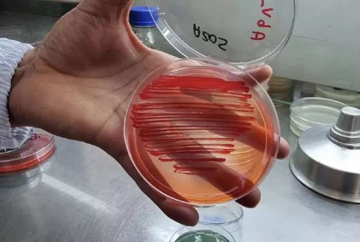 Bactérias aumentam produtividade em lavouras de arroz, feijão e milho