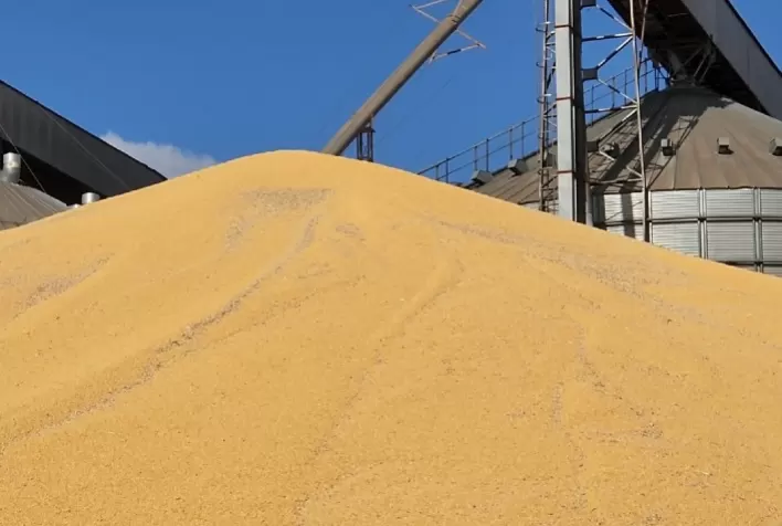 Agricultores preocupados com falta de armazéns e milho fica a céu aberto no Nortão; “safra grande”
