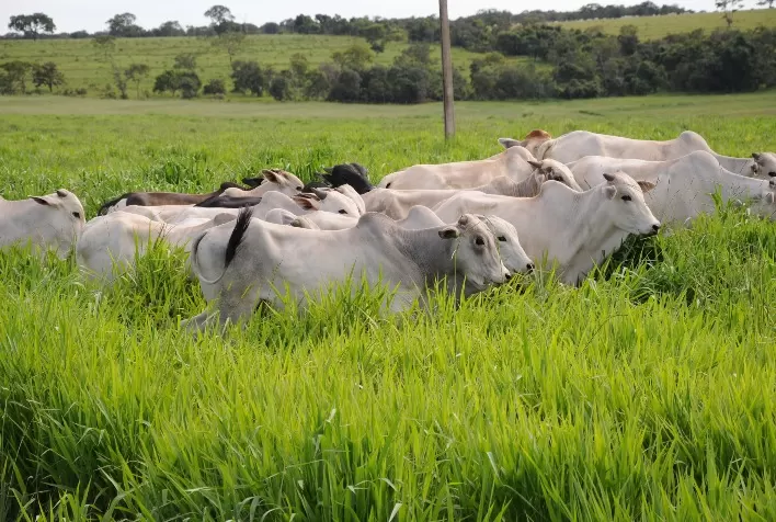 Wolf Sementes apresenta brachiaria híbrida com alto teor de proteína na Coopercitrus Expo 2022