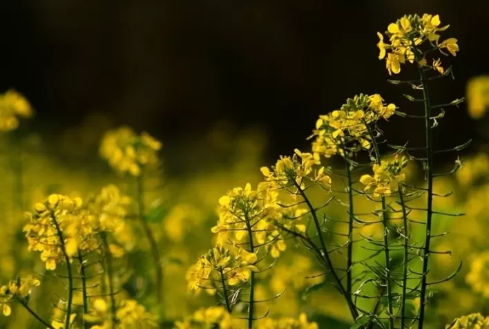 Plantio da canola é concluído e plantas apresentam boa sanidade