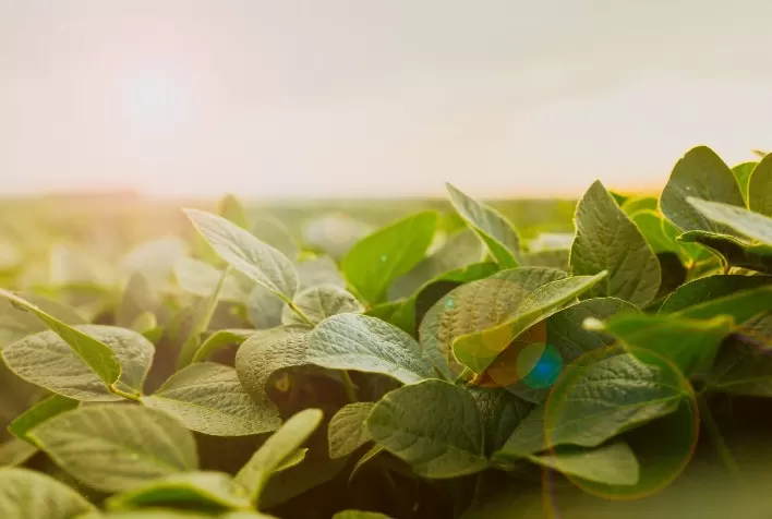 O uso de herbicidas pré-emergentes na soja pode prevenir ou manejar a resistência