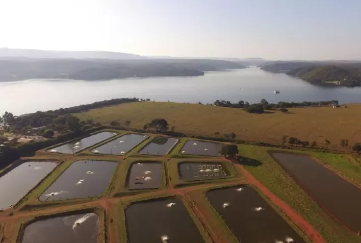 Fider Pescados é destaque em diversidade e biosseguridade, aponta Relatório de Sustentabilidade 2021 do Grupo MCassab
