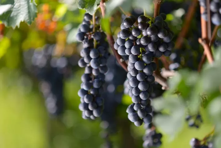Produtora de uvas adota SAP Business One