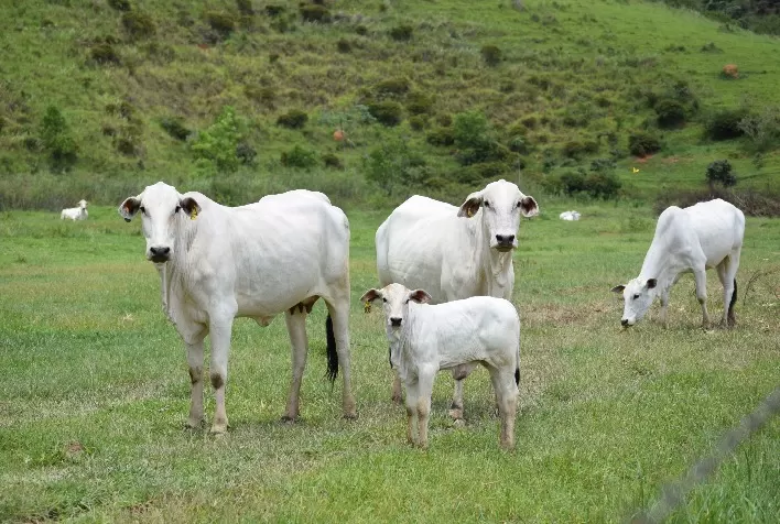 Portal Cria Saudável, da Elanco Saúde Animal, lança vídeos para ajudar pecuaristas de corte em tarefas importantes da lida pós-parto