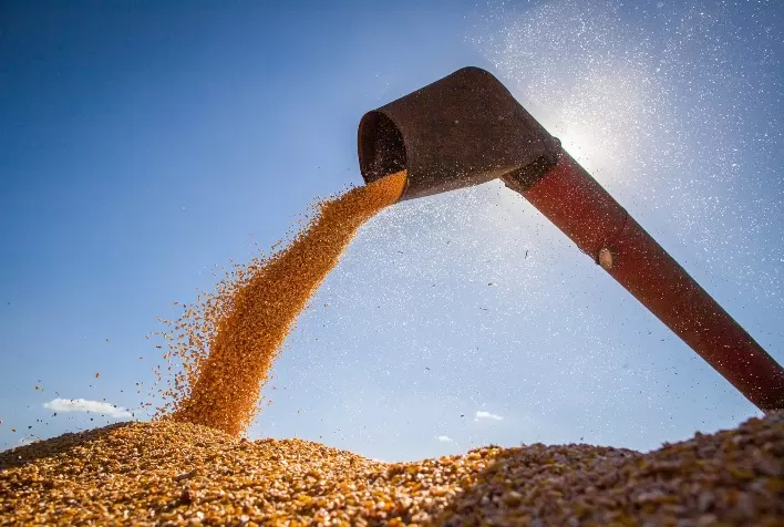 Colheita de milho atinge 94% das áreas em Mato Grosso, diz Imea