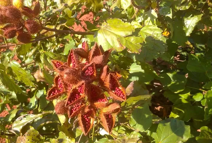 Produtores de urucum de Paranacity iniciam processo para buscar a Indicação Geográfica