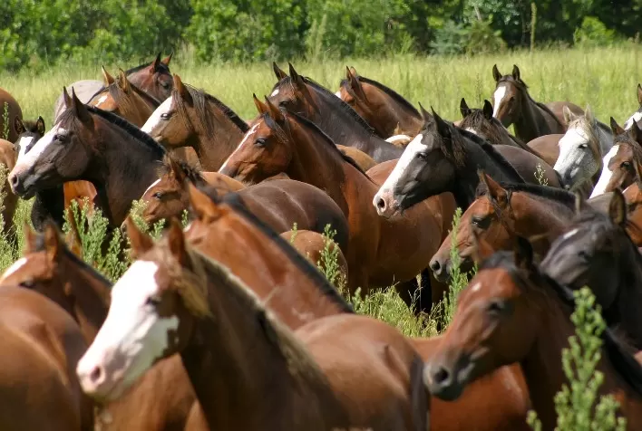 Mercado do Cavalo Crioulo deve apresentar grande procura no semestre