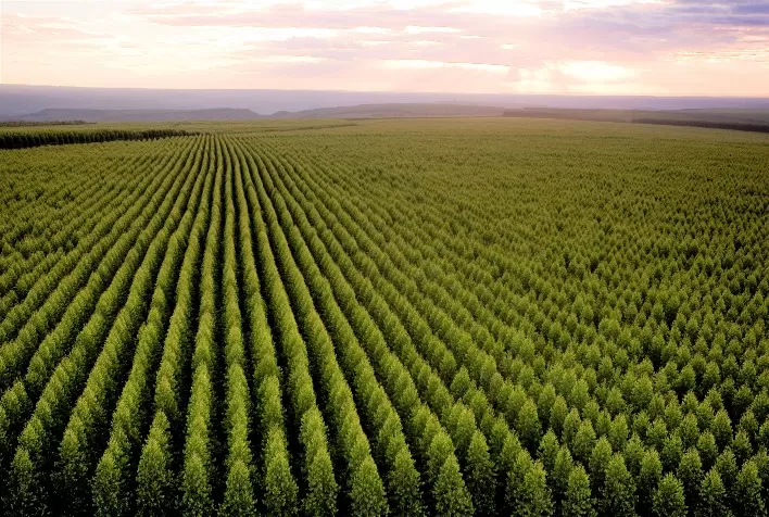 Setor de árvores cultivadas gera 2,8 milhões de oportunidades no Brasil