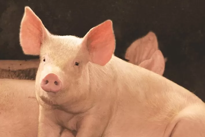Aditivos contribuem para o uso racional de melhoradores sem a perda de desempenho do plantel de suínos, aponta MCassab Nutrição e Saúde Animal