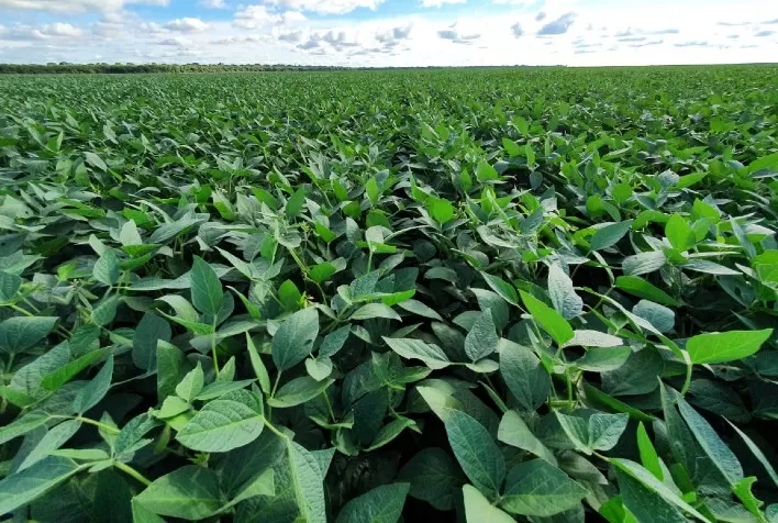 Tecnologia no campo: dicas sobre como identificar e prevenir doenças comuns em plantações de soja