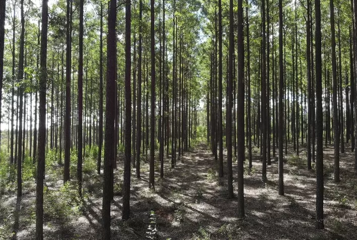 Encontro vai debater a Indústria Mineira de Florestas Plantadas em Belo Horizonte