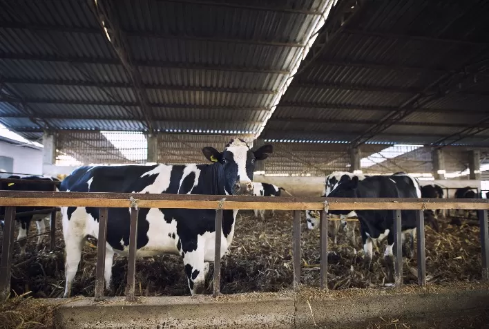 Fertilizante organomineral surge como alternativa econômica e ambientalmente responsável para a pecuária leiteira